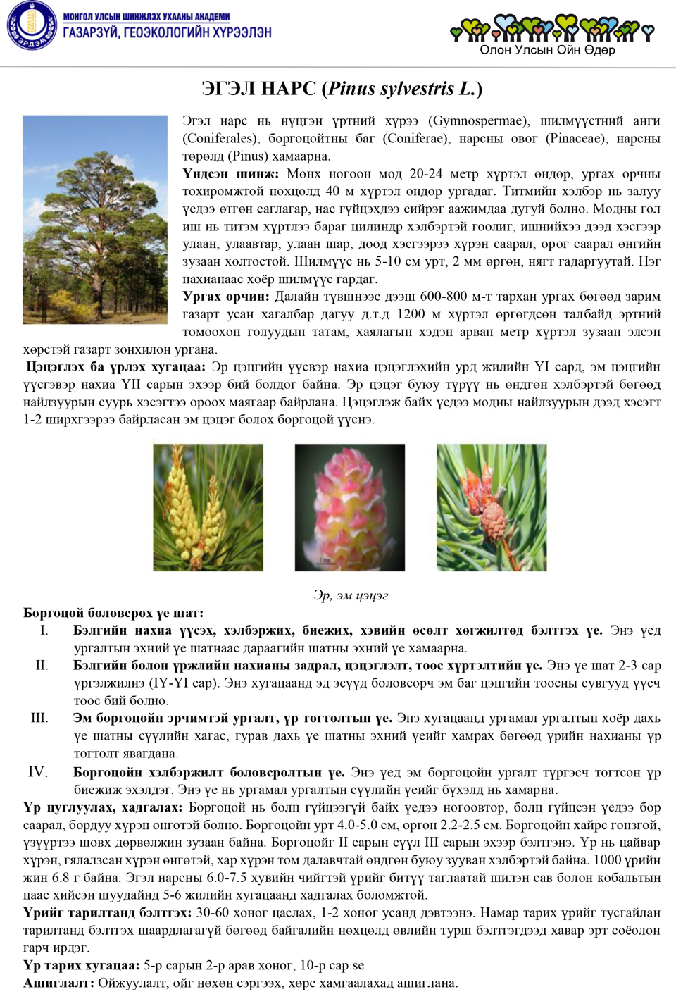 ЭГЭЛ НАРС (Pinus sylvestris L.)