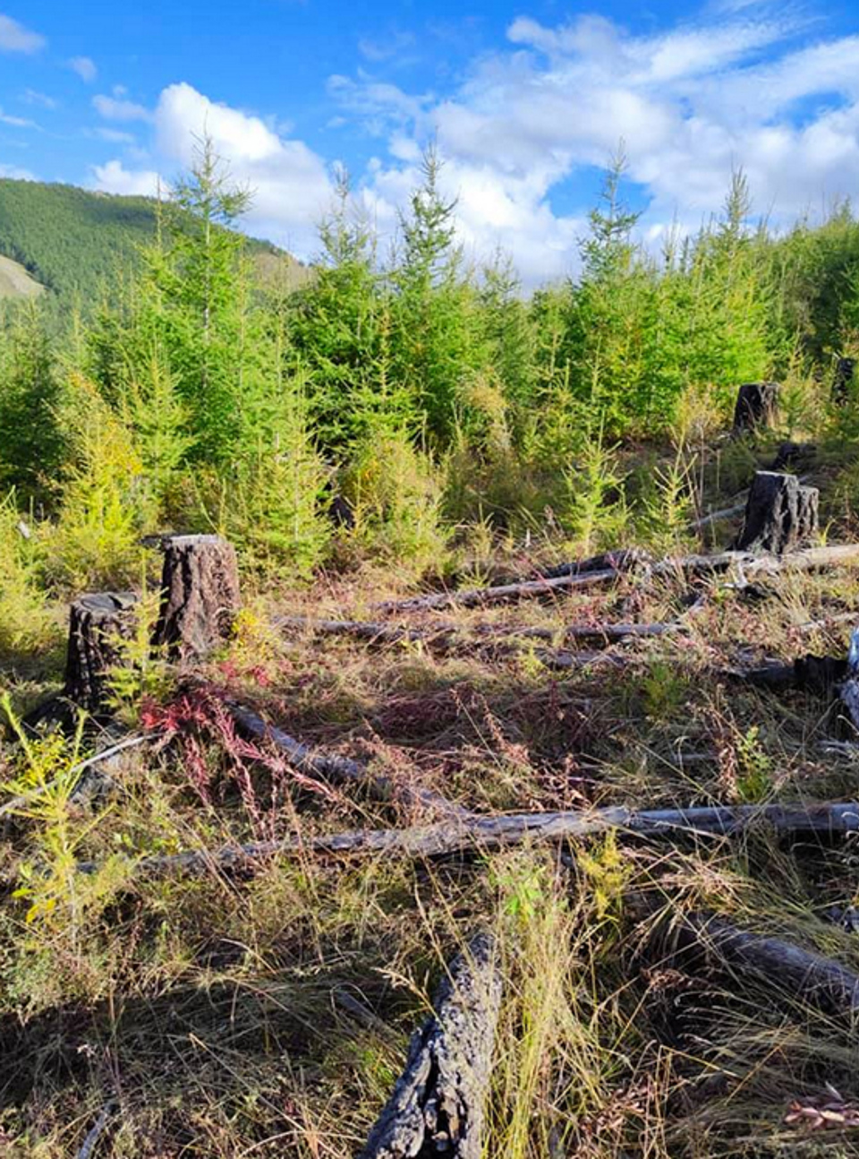 Солонготын давааны байгалийн аясаар сэргэн ургасан өсвөр шинэсэн ойд судалгаа