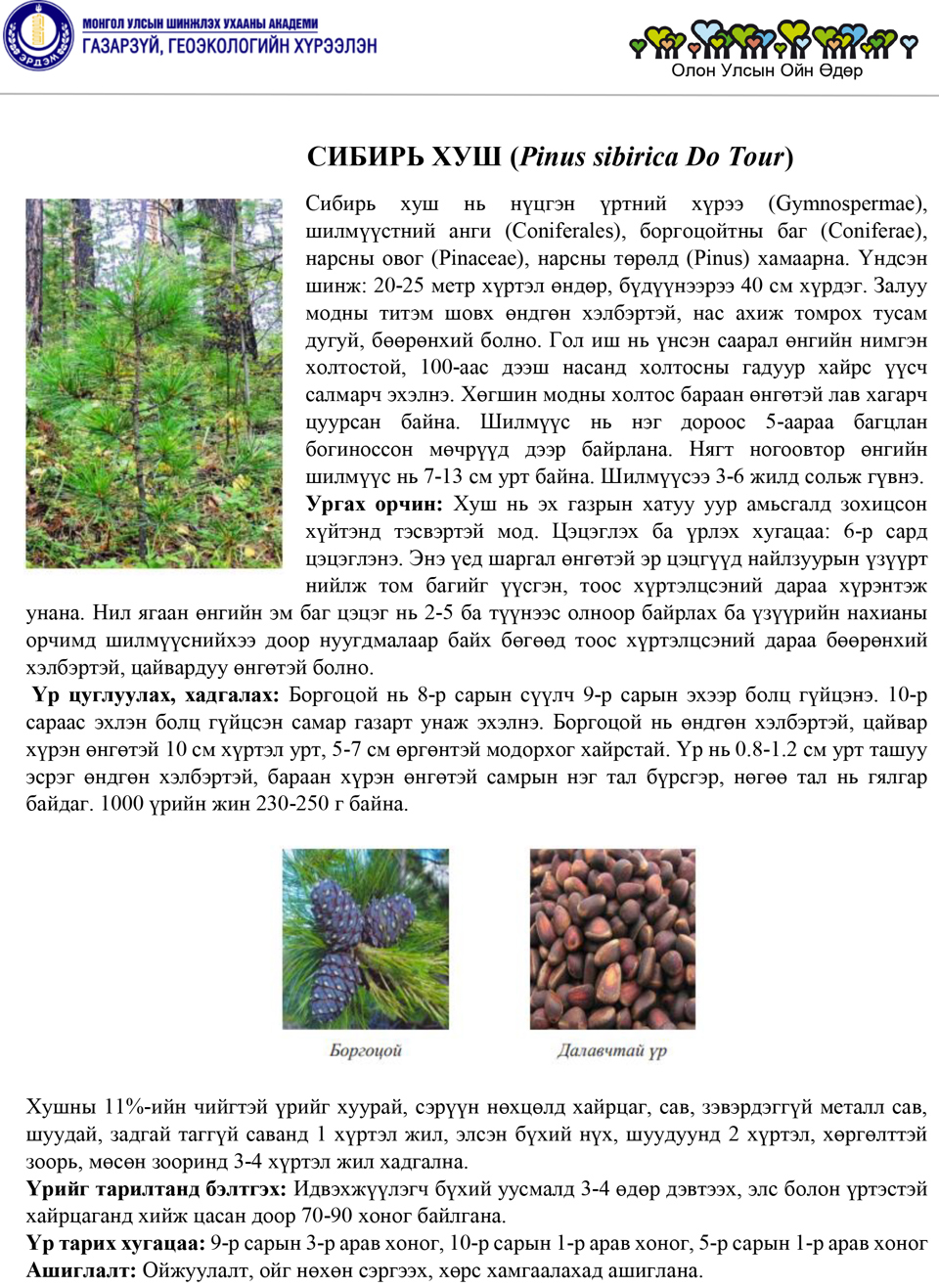 СИБИРЬ ХУШ (Pinus sibirica Do Tour)