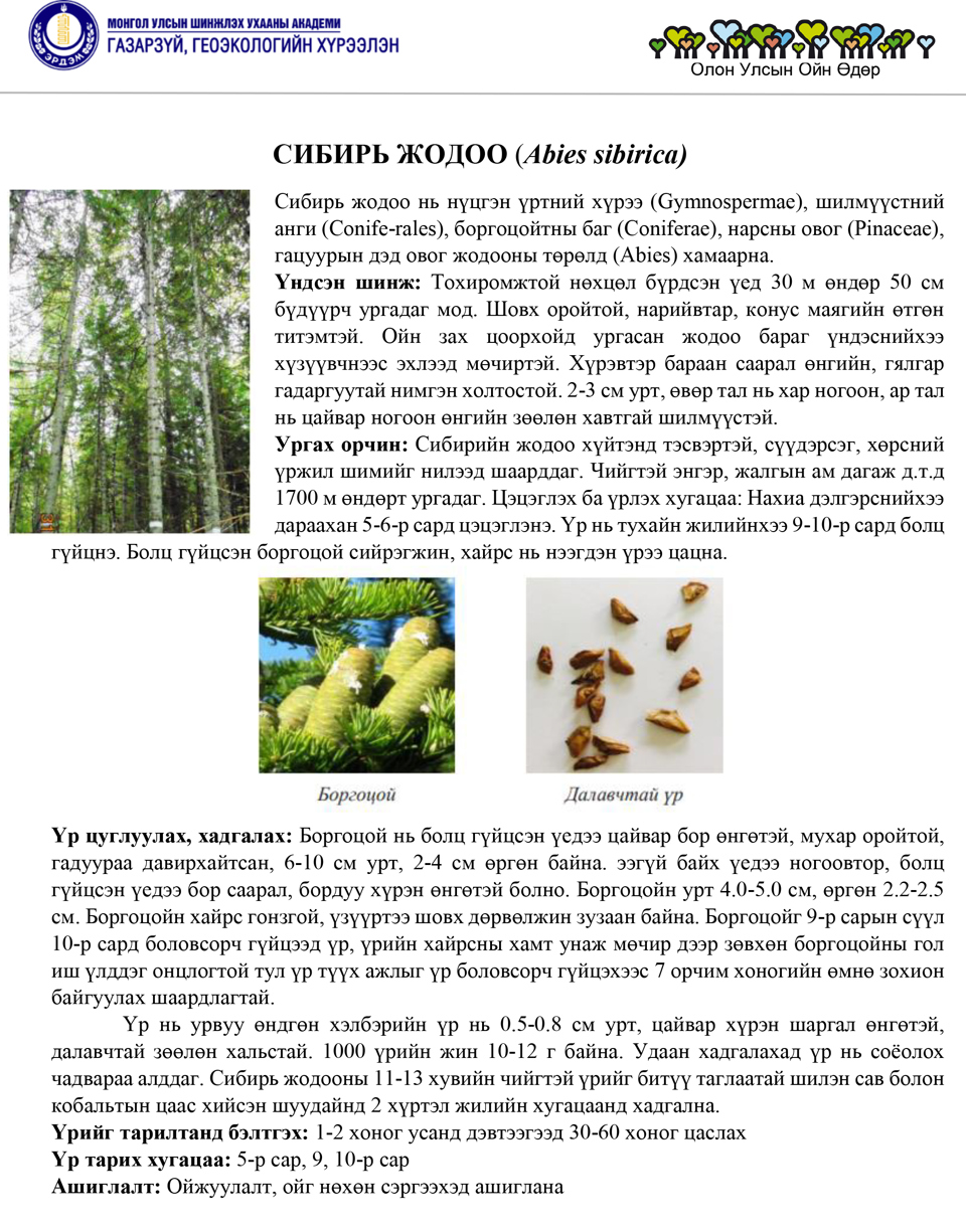 СИБИРЬ ЖОДОО (Abies sibirica)