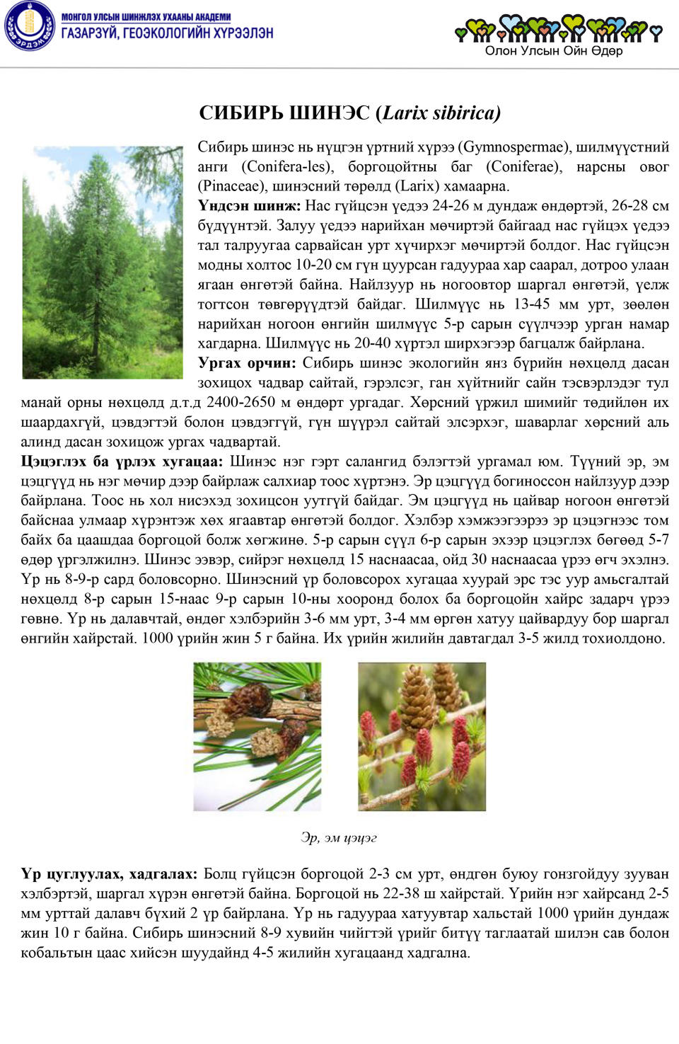 СИБИРЬ ШИНЭС (Larix sibirica)