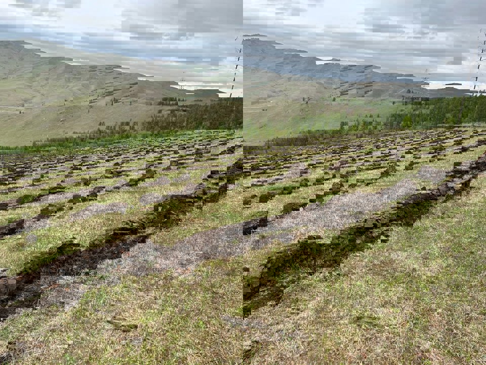 40 га талбайд ойжуулалт хийлээ