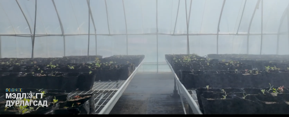 Ургамлын цуглуулгаас