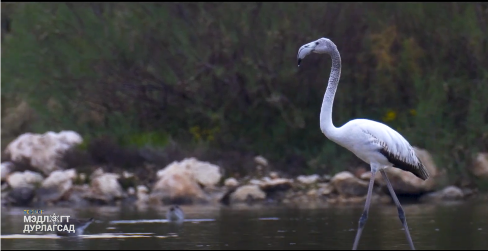 “МЭДЛЭГТ ДУРЛАГСАД”   нийслэлийнхэн ийм олон хөрштэй